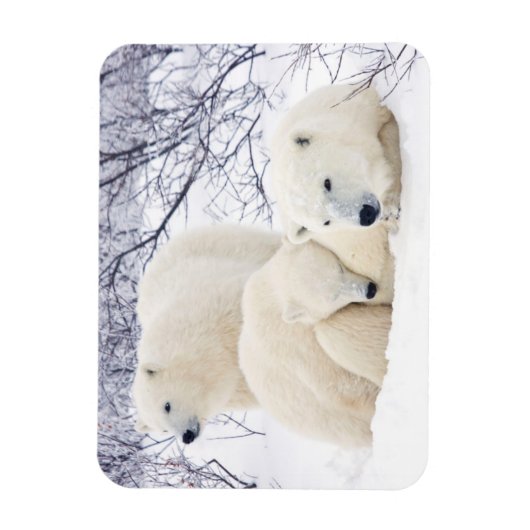 Polar Bears female and Two cubs 3 Magneet (Verticaal)