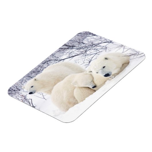 Polar Bears female and Two cubs 3 Magneet (Linkerzijde)
