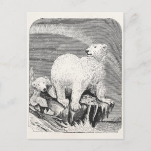  Polar Beer 1800s Arctic Beren Illustration Briefkaart