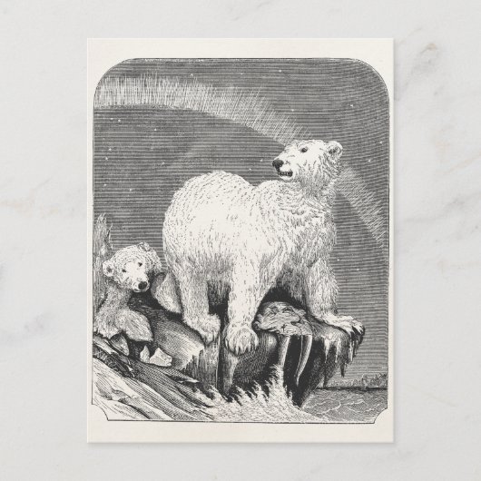  Polar Beer 1800s Arctic Beren Illustration Briefkaart (Voorkant)