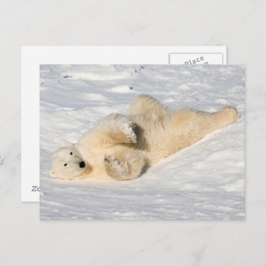 Polar Beer bij Hudson Bay Briefkaart (Voorkant / Achterkant)