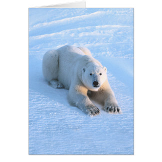 Polar Beer Blue Card