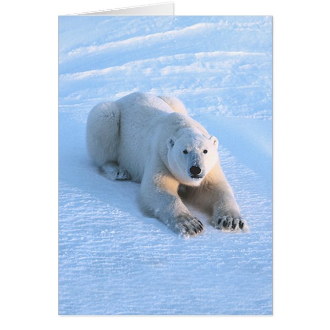 Polar Beer Blue Card (Voorkant)