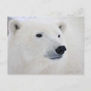 Polar Beer Churchill Briefkaart