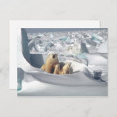 Polar Beer Cubs sneeuwfoto Briefkaart (Voorkant / Achterkant)