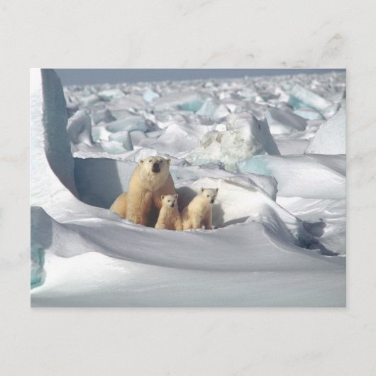 Polar Beer Cubs sneeuwfoto Briefkaart (Voorkant)