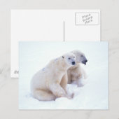 Polar Beer Duo Briefkaart (Voorkant / Achterkant)