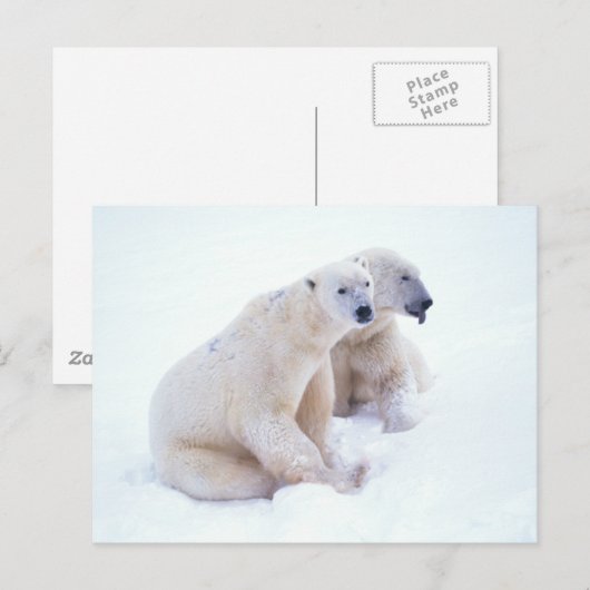 Polar Beer Duo Briefkaart (Voorkant / Achterkant)