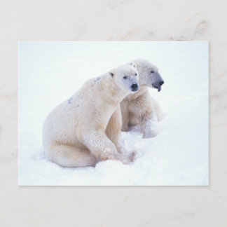Polar Beer Duo Briefkaart