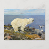 Polar Beer en Eider Eenden aan de Kust door Friese Briefkaart (Voorkant)