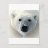 Polar Beer Face Briefkaart (Voorkant)