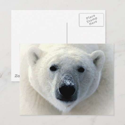 Polar Beer Face Briefkaart (Voorkant / Achterkant)