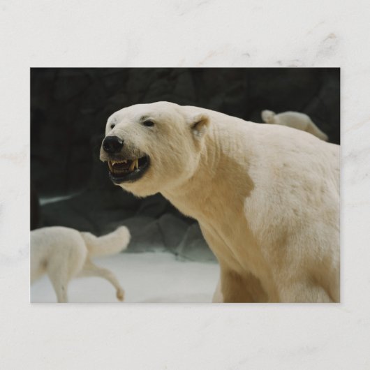 Polar Beer Grin Briefkaart (Voorkant)