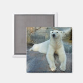 Polar Beer magnet (Voorkant / Achterkant)
