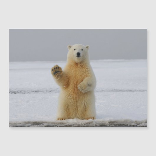 Polar Beer magnetische Kaart (Voorkant)