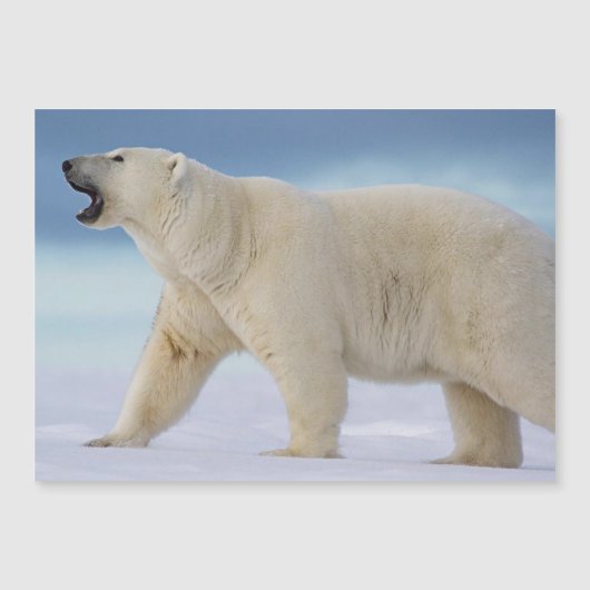 Polar Beer magnetische Kaart (Voorkant)