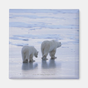 Polar Beer Moeder en Cub Magneet