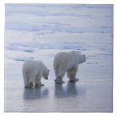 Polar Beer Moeder en Cub Tegeltje (Voorkant)