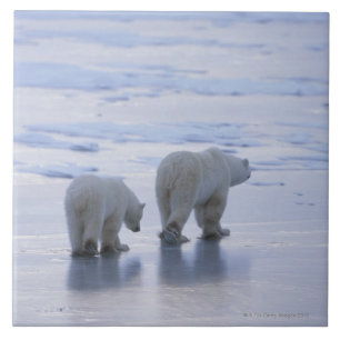 Polar Beer Moeder en Cub Tegeltje