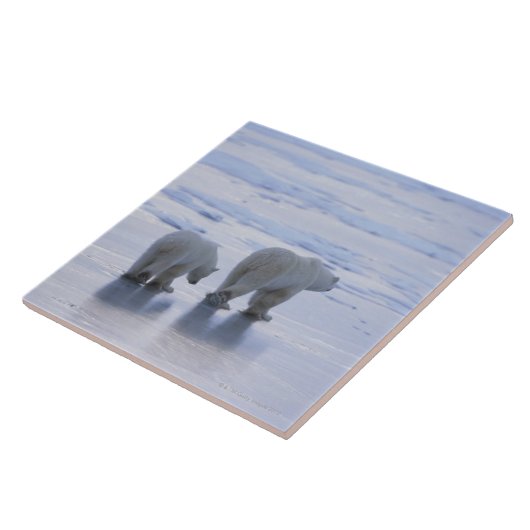 Polar Beer Moeder en Cub Tegeltje (Zijkant)