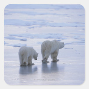 Polar Beer Moeder en Cub Vierkante Sticker