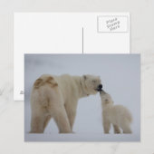 Polar Beer Moeder met Cub Briefkaart (Voorkant / Achterkant)