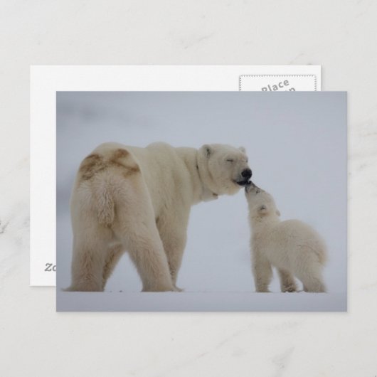 Polar Beer Moeder met Cub Briefkaart (Voorkant / Achterkant)
