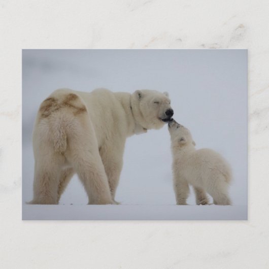 Polar Beer Moeder met Cub Briefkaart (Voorkant)