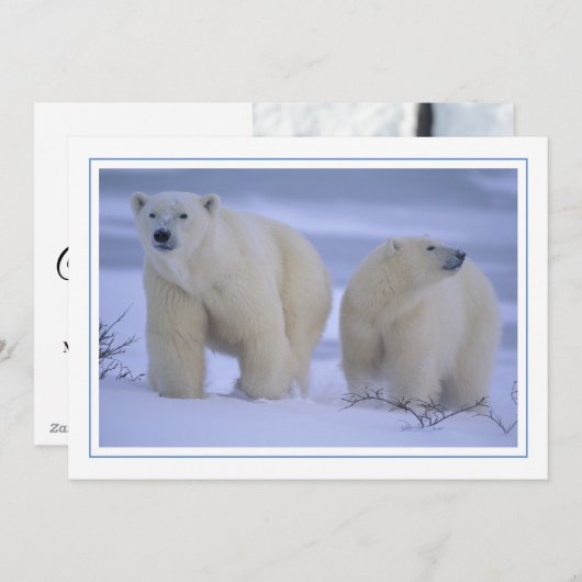 Polar Beer Moeder met Cub in Snow Feestdagenkaart (Voorkant / Achterkant)