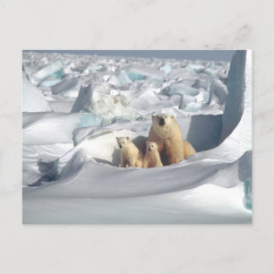 Polar Beer Mom and Cubs Foto Briefkaart