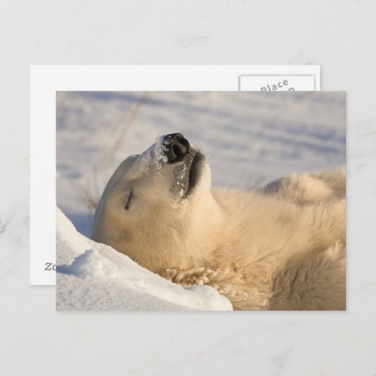 Polar Beer Nap Briefkaart (Voorkant / Achterkant)
