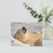 Polar Beer Nap Briefkaart (Staand voorkant)