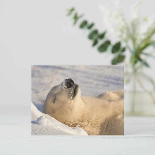 Polar Beer Nap Briefkaart (Staand voorkant)