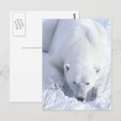 Polar Beer Nap Briefkaart (Voorkant / Achterkant)