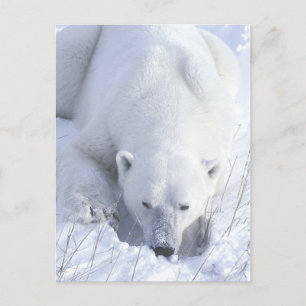 Polar Beer Nap Briefkaart