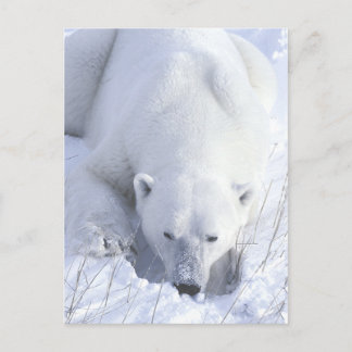 Polar Beer Nap Briefkaart
