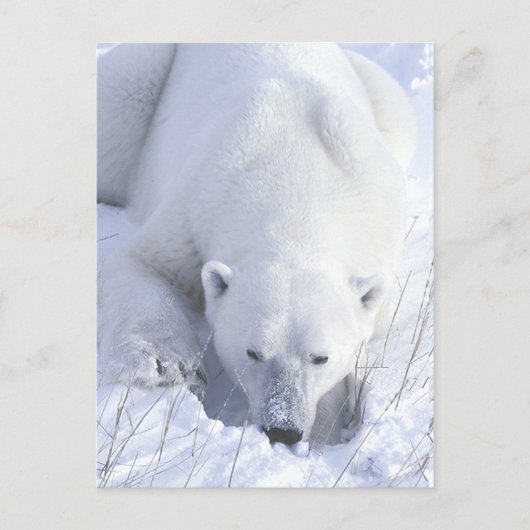 Polar Beer Nap Briefkaart (Voorkant)