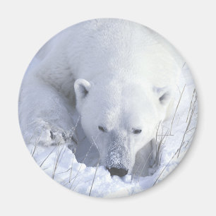 Polar Beer Nap Magneet