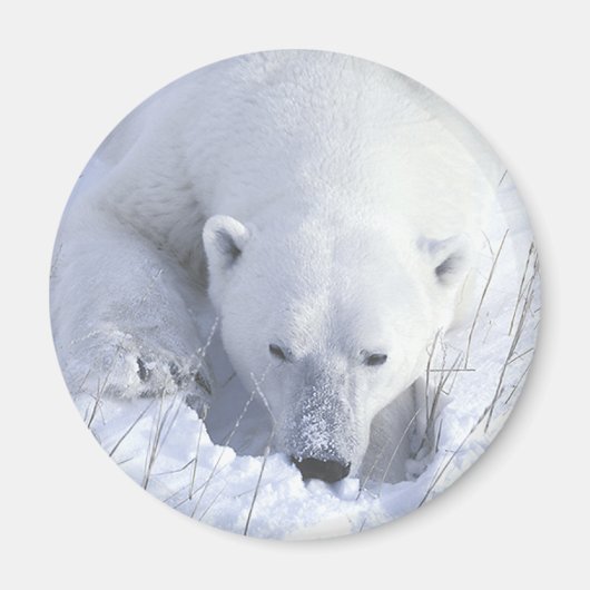 Polar Beer Nap Magneet (Voorkant)
