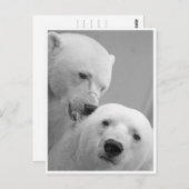 Polar Beer Nibbles Briefkaart (Voorkant / Achterkant)