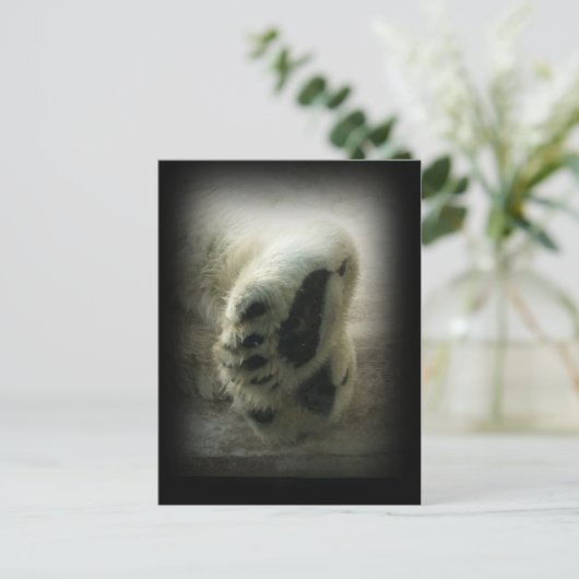 Polar Beer Paws Briefkaart (Staand voorkant)