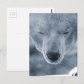 Polar Beer Portrait Briefkaart (Voorkant / Achterkant)