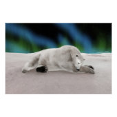 Polar Beer Resting Perfect Poster (Voorkant)