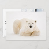 Polar Beer rustend op Hudson Bay Ice Feestdagenkaart (Voorkant / Achterkant)
