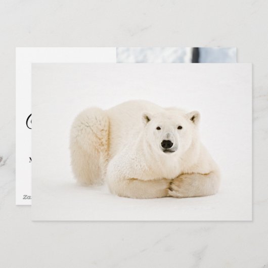Polar Beer rustend op Hudson Bay Ice Feestdagenkaart (Voorkant / Achterkant)
