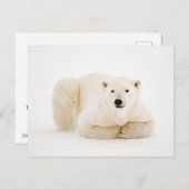 Polar Beer rustend op Hudson Bay Ice Feestdagenkaart (Voorkant / Achterkant)