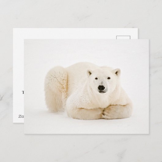 Polar Beer rustend op Hudson Bay Ice Feestdagenkaart (Voorkant / Achterkant)