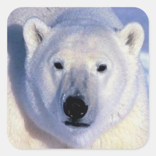 Polar Beer Square Sticker