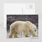 Polar Beer Ursus maritimus) in Churchill Briefkaart (Voorkant / Achterkant)