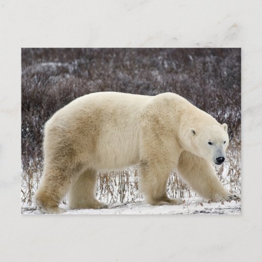 Polar Beer Ursus maritimus) in Churchill Briefkaart (Voorkant)